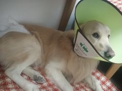 -佳雯宠物医院(金华南路分院)