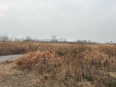 -贡湖湾湿地公园