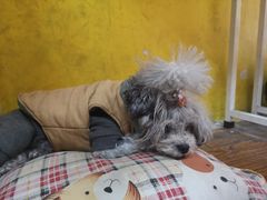 -志龙皇冠吃货椰子铺