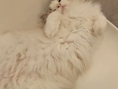 -飞行喵MR PILOT|猫舍·猫咖(静安大融城店)