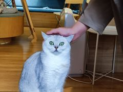 -滚猫咖啡·猫咖·猫友好撸猫(未来城店)