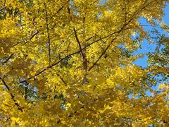 -北京鹫峰国家森林公园