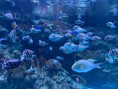 -海合安成都极地海洋公园