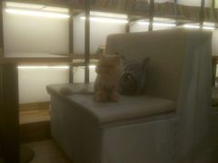 android_upload_pic-小时光咖啡馆(开森度假森林店)