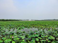 -天津东丽湖风景区