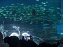 -海合安武汉极地海洋公园