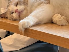 -有喵·猫咖·狗咖·30几只猫10只小狗(岗厦店)