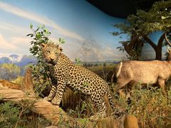 -陕西自然博物馆