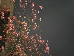 -麦当劳(大亚湾龙光城店)