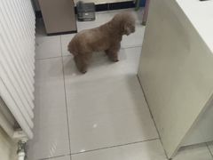 -全心全意连锁动物医院·微创中心·内科急重症·心脏专科(丰管路店)