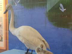 -漩门湾国家湿地公园