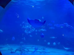 -烟台海昌鲸鲨海洋公园