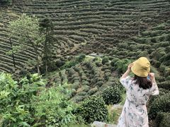-十八棵（老龙井）御茶园(老龙井店)