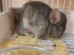 -雨林宠物医院 非犬猫异宠专科