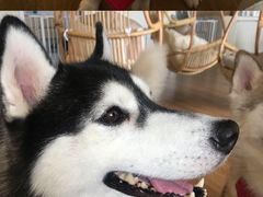-Husky Go! 哈士奇体验馆·宠物咖啡厅狗咖