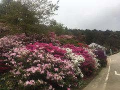 -广州市石门国家森林公园