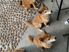 -柴犬高等学院·狗咖·柴犬售卖·宠物训练