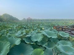 -焦岗湖旅游度假区