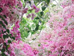 -深圳国际园林花卉博览园