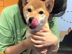 -柴犬高等学院·狗咖·柴犬售卖·宠物训练