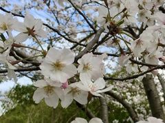 -高东镇樱花园
