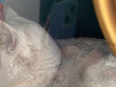 -佳雯宠物医院(四明中路分院)