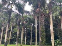 -深圳仙湖植物园