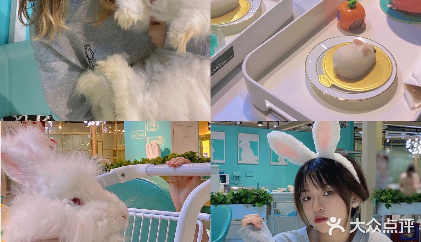 广州新店｜一起去撸可可爱爱的安哥拉巨兔吧🐰