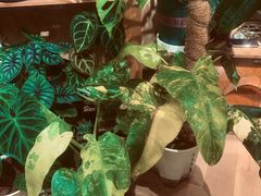 -Rabbit Cafe私房西餐甜点咖啡(栖霞路店)