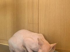 -CAT’S MEWSTAR CAFE·喵星球猫屋(晴湾咖啡店)