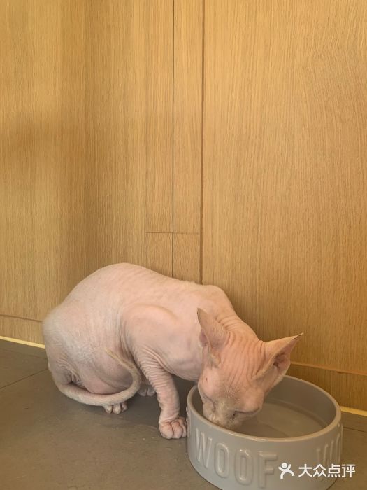 CAT’S MEWSTAR CAFE·喵星球猫屋(晴湾咖啡店)图片