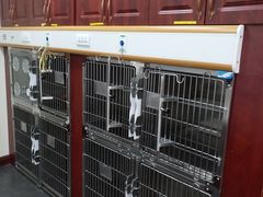 -宠爱国际动物医院· 猫科· 外科·中兽医(长白店)