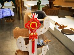 -飞行喵MR PILOT|猫舍·猫咖(静安大融城店)