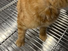 -顺强宠物诊所·狂犬免疫·夜诊·骨科(嘉定店)
