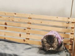 -楼上猫咖(罗湖店)