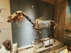 -国家自然博物馆