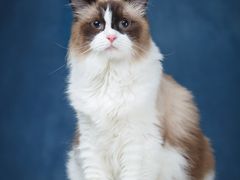 -ID.PHOTO照相馆(嘉里企业中心店)