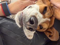 -爱妮康宠物医院·干细胞免疫细胞·肿瘤·心脏(张江店)