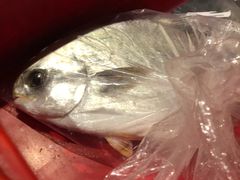 -Isla Sugbu Seafood City