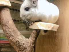 -藦茜花园宠物主题亲子互动体验馆(国顺东路店)
