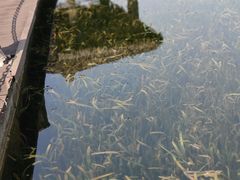 -重庆彩云湖湿地公园