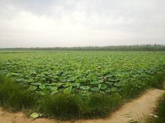 -西青郊野公园