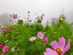 -武陵山森林公园