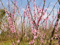 -白鹭湾湿地公园