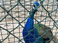 -北京鹿世界主题园