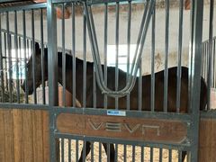 -北京群众马术培训基地