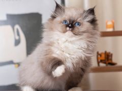 -小猫来了·猫舍(红山六九七九店)