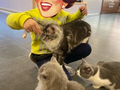 -飞行喵MR PILOT|猫舍·猫咖(静安大融城店)