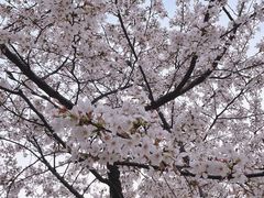 -西北湖绿化广场