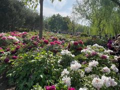 -莲花池公园